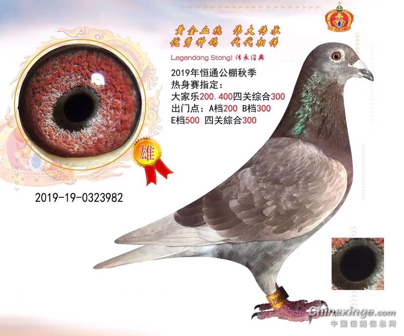 鸽子怎么看眼视频教学 202005032031549249.png