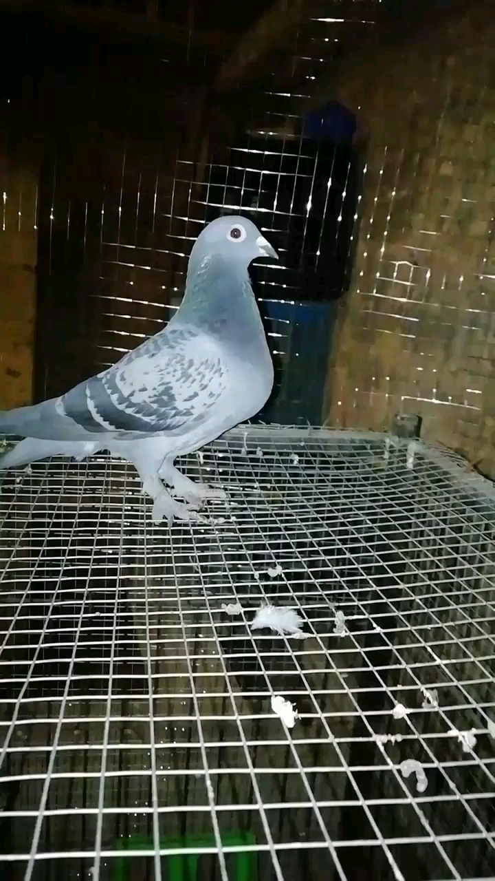 分享 微动态 短视频 文章 鸽舍 图库 鸽问 日记 wx1006084 戈马利毛腿