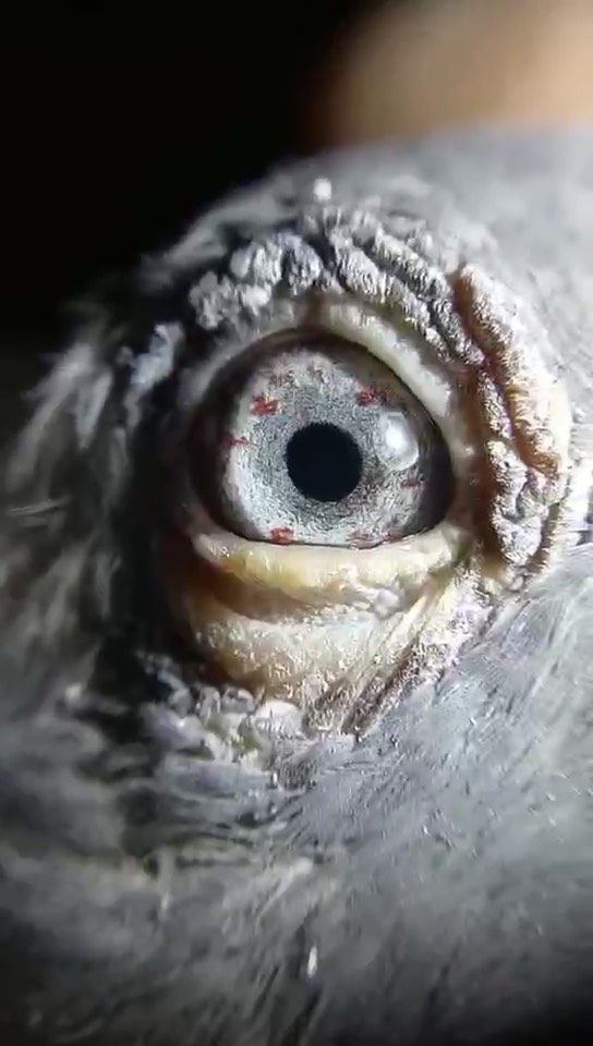 詹森老白眼- 鸽友圈 - 中国信鸽信息网