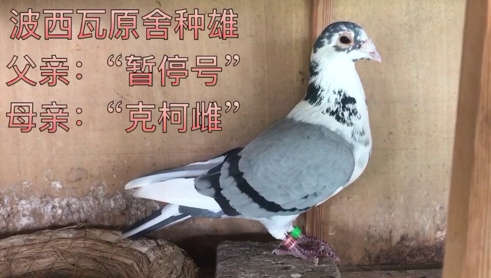 波西瓦原舍种雄 克柯雌的儿子 -山东太阳鸟鸽业-中信网各地鸽舍