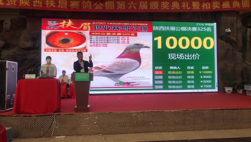 陕西扶眉职业赛鸽公棚网络现场火热竞拍