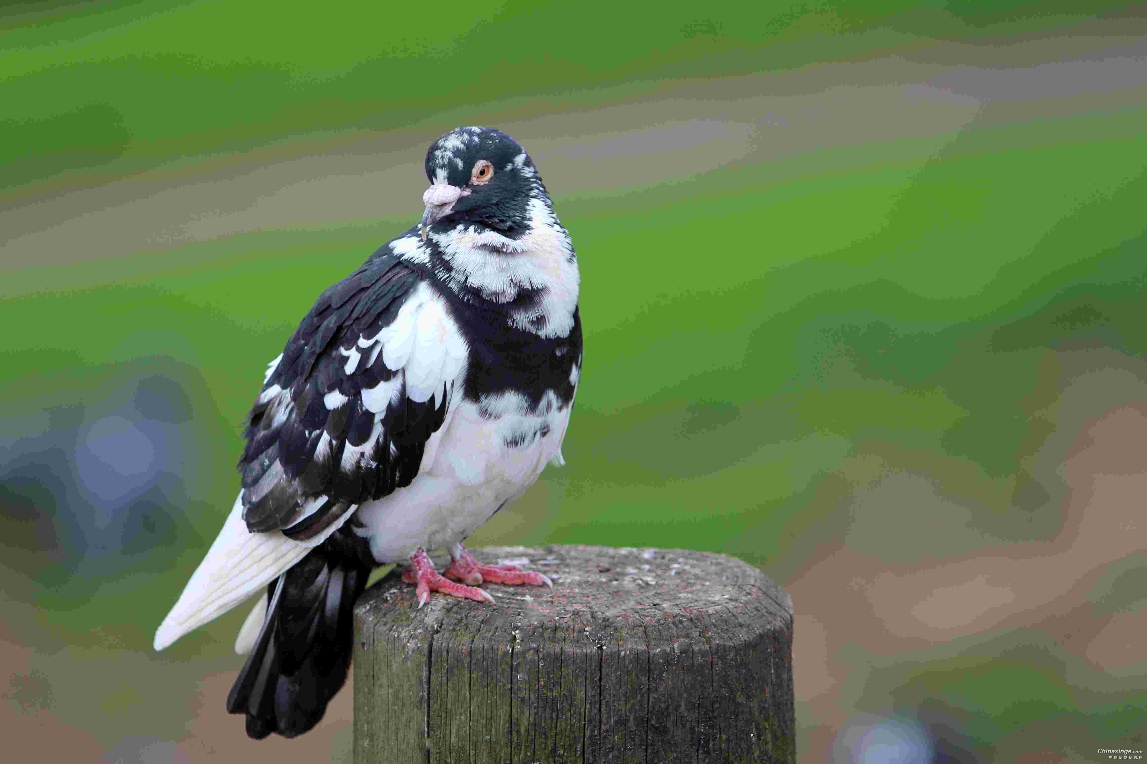 鸽痘1,病原:本病病原为痘病毒科禽痘病毒属的鸽痘病毒.