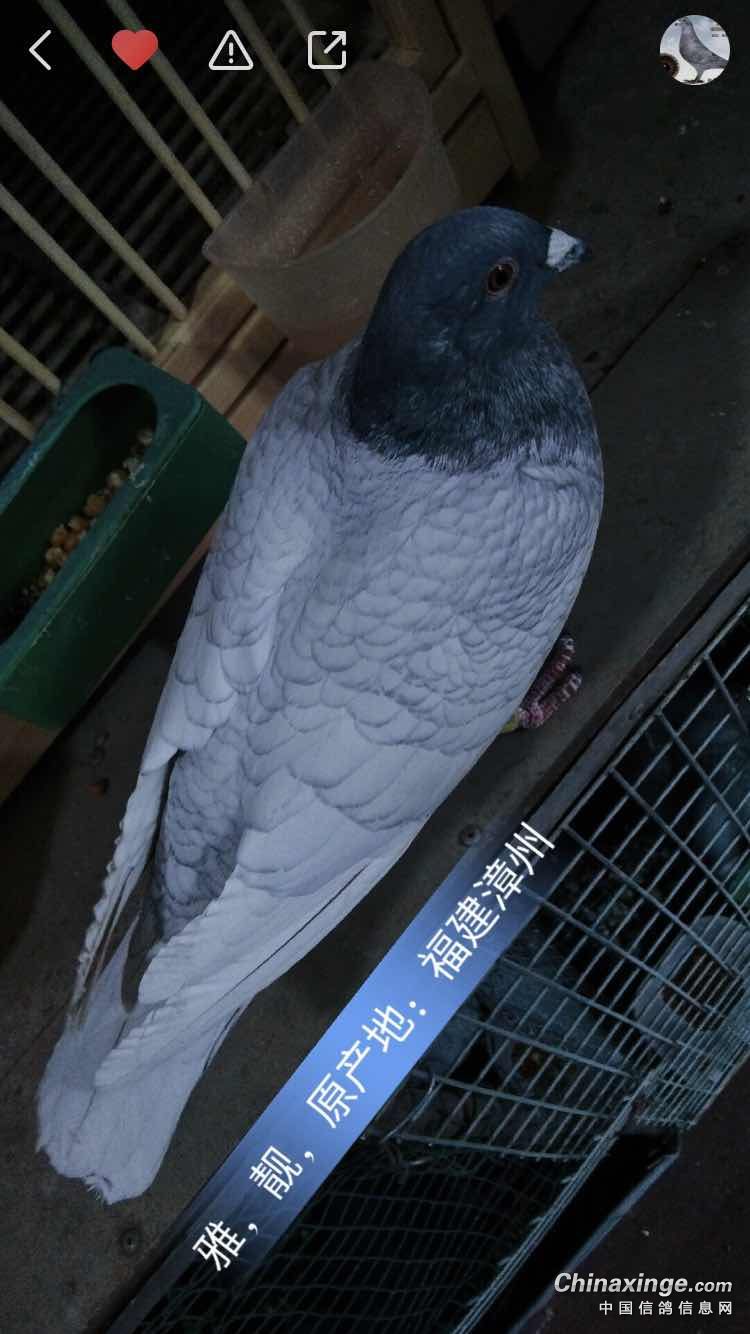 鱼鳞信鸽图片图片