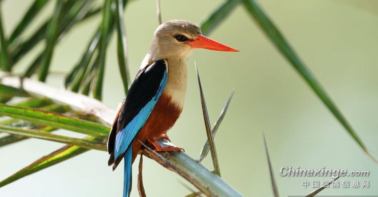 [ty]大嘴- 鸽友圈 - 中国信鸽信息网