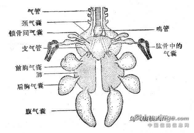 气囊对于家鸽的飞翔有什么意义气囊对于家鸽的飞翔有什么意义我来答