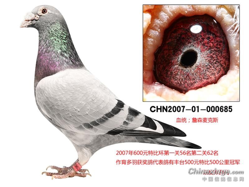 老麦克斯- 鸽友圈 - 中国信鸽信息网