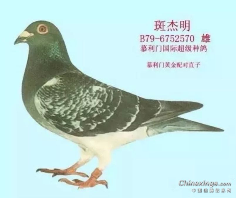 卡尔幕利门原环种鸽图片