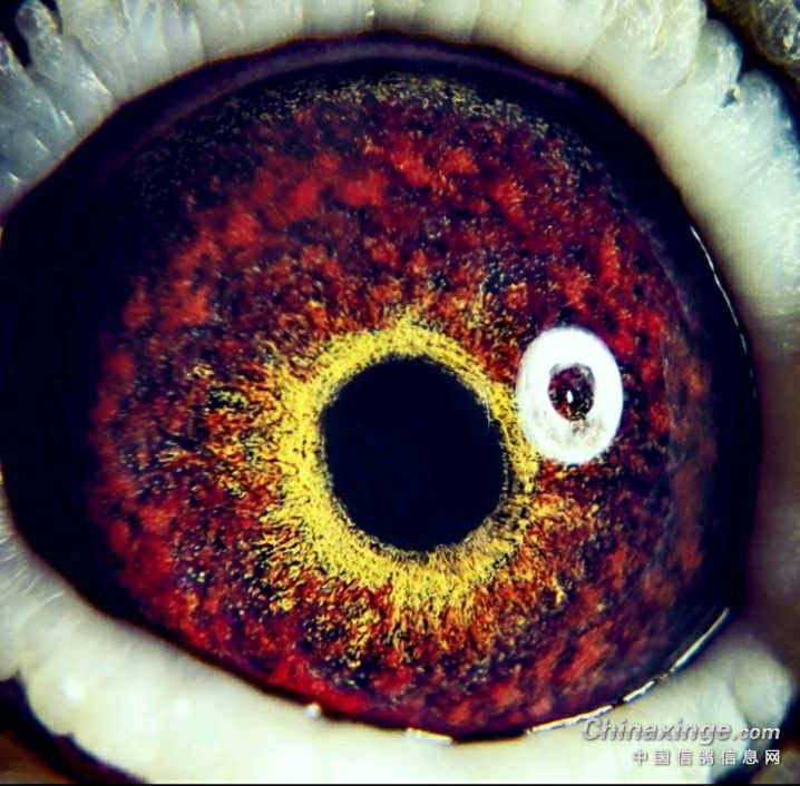 信鸽眼睛的叫法和认识 什么叫紫罗兰眼志? 眼志的一种