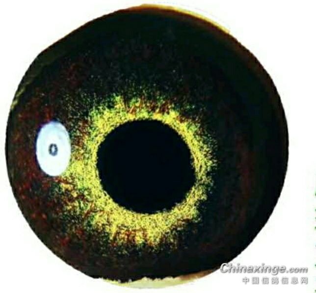 信鸽眼睛的叫法和认识 什么叫紫罗兰眼志? 眼志的一种
