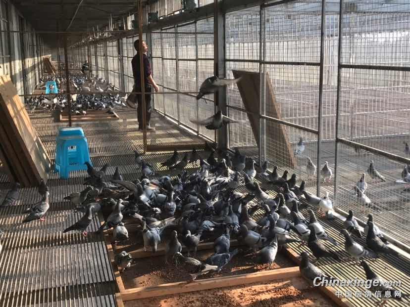重庆金通赛鸽中心秋公棚及幼鸽日常动态