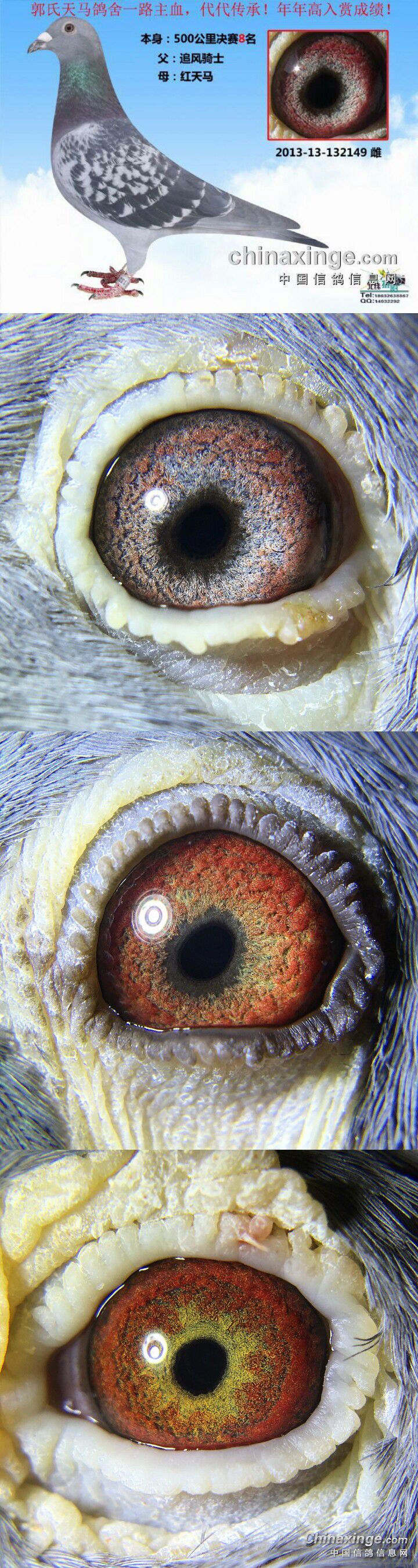 最粗的眼砂信鸽图片快速鸽眼睛配对大全图信鸽眼砂图片大全鸽眼图片