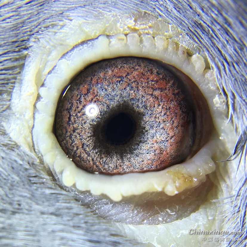 鸽子到鸽友那里,鸽友自己拍的眼砂照.