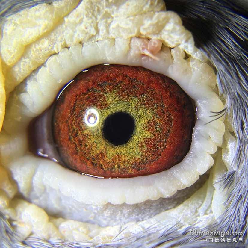 鸽子到鸽友那里鸽友自己拍的眼砂照第一张鸽眼是天马149追风骑士配红