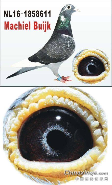 这是什么眼睛,杨阿腾吗- 鸽友圈 - 中国信鸽信息网