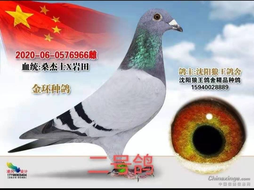 沈阳狼王鸽舍原棚金环种鸽转让