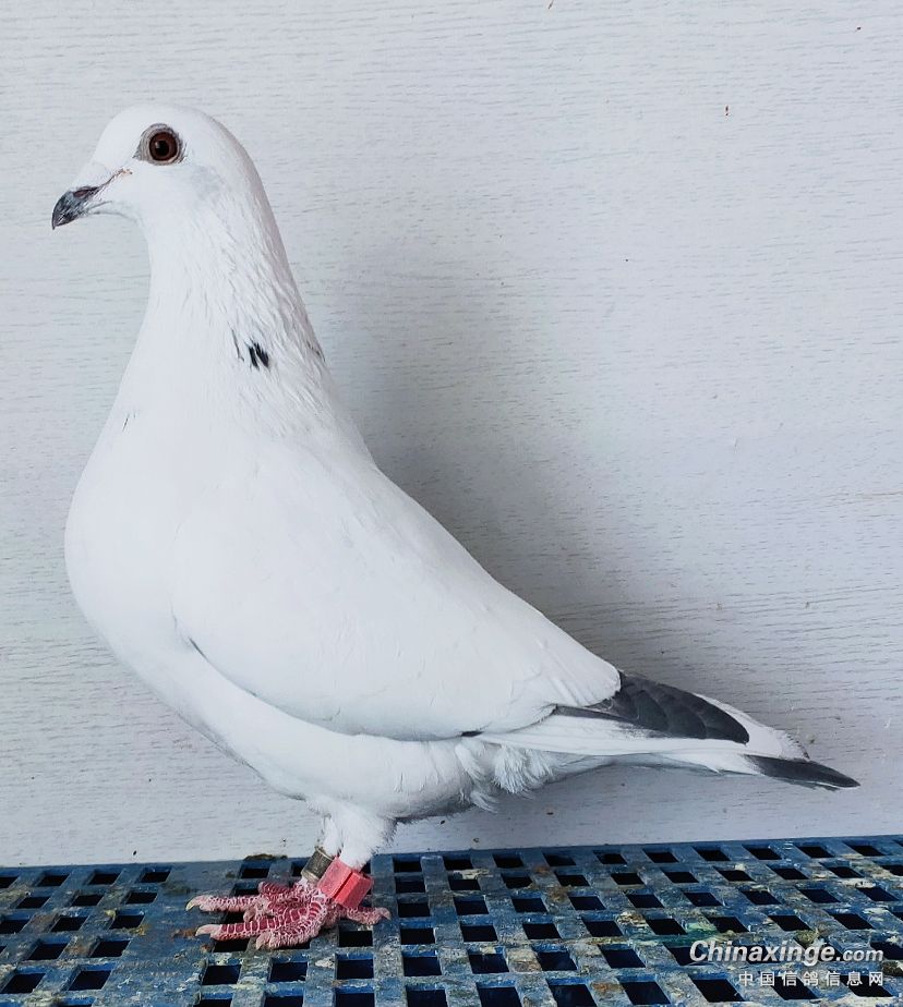 兆尊馆苍白骑士 火鸟之女- 鸽友圈 - 中国信鸽信息网