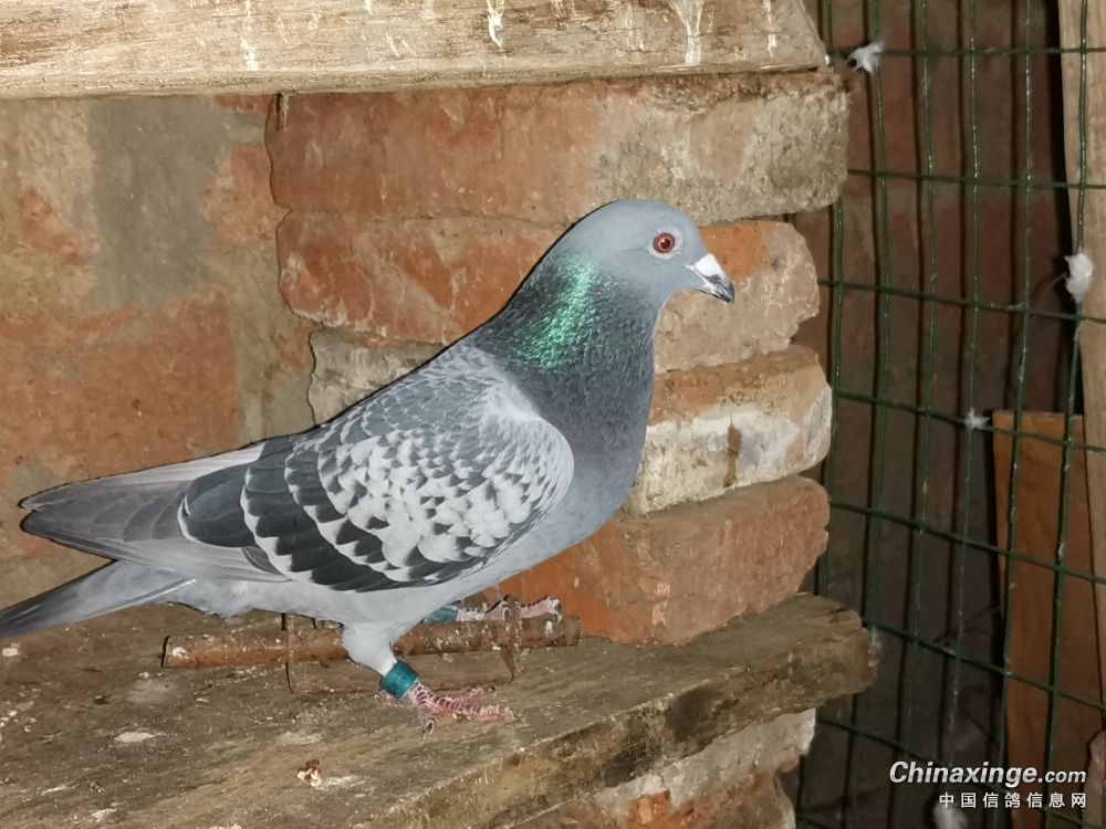 德国圆环,雄,喜欢的联系.300元,运费自理- 鸽友圈 - 中国信鸽信息网
