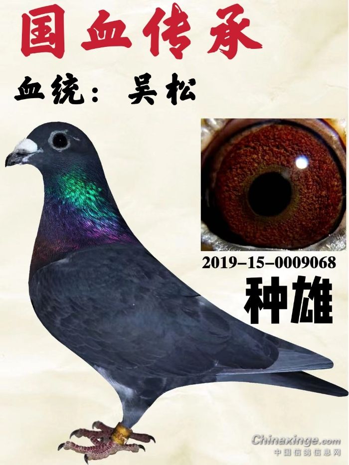 鸽友圈 - 中国信鸽信息网