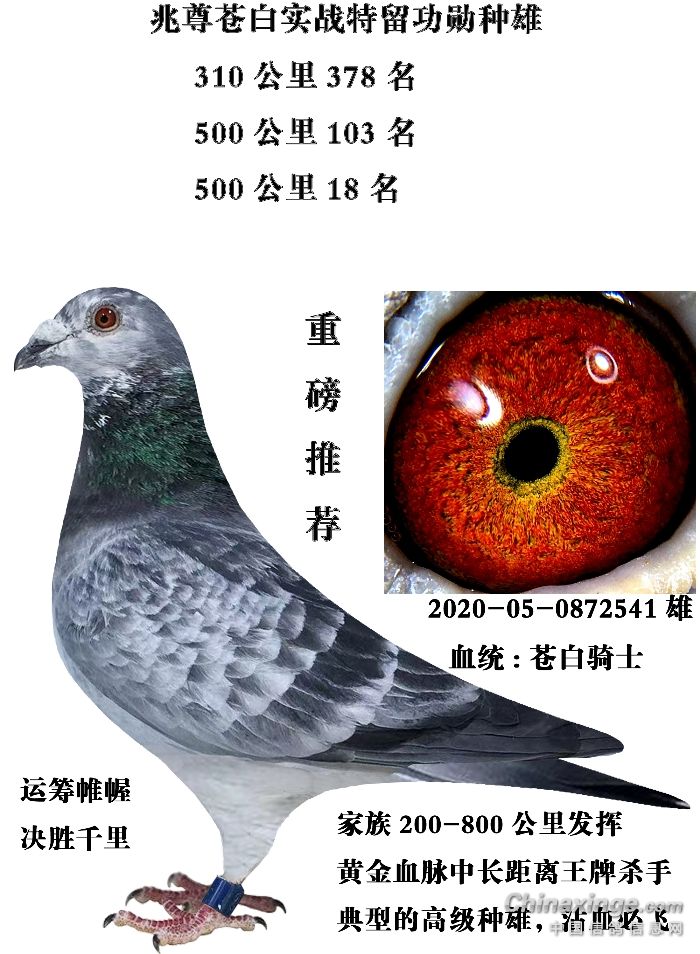 兆尊苍白实战种鸽优惠分享有缘人13819612912电话微信同号