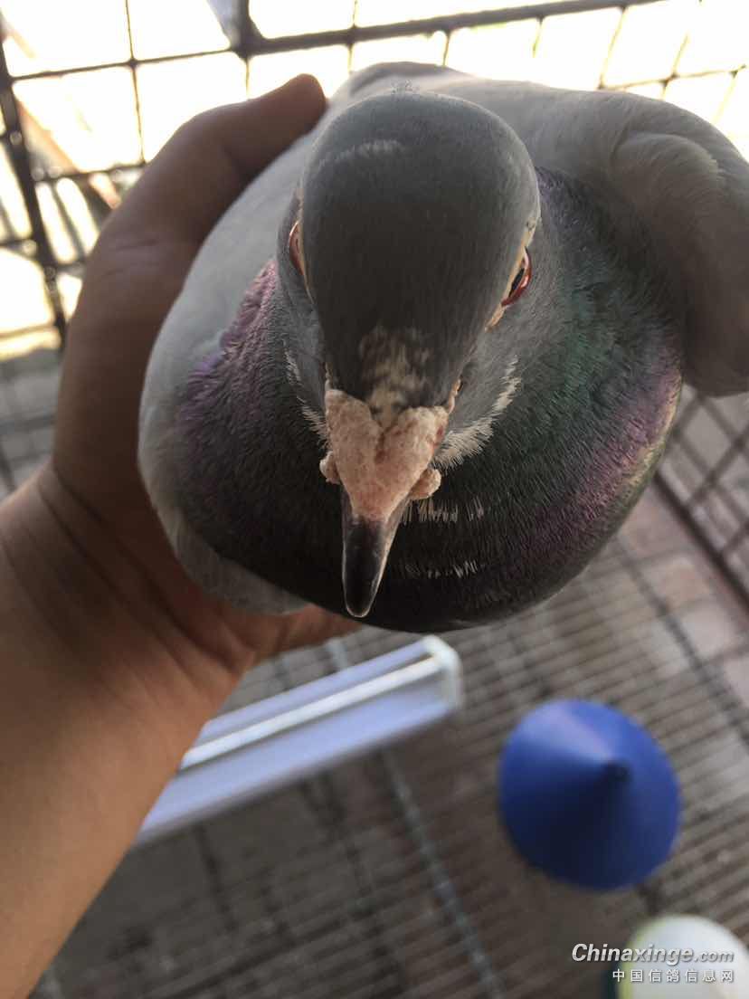 13年的雌嘴下两个肉芽是何物